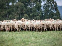 The dangers of following the ETF herd